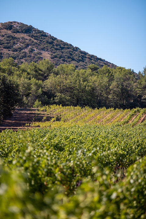 AIX Rosé 2022 Launch Maison Saint Aix Provence Vineyard France